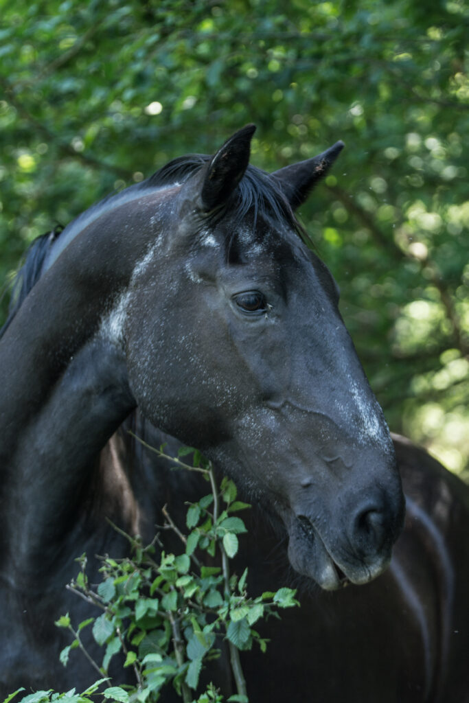 Carlotta, Starokladrubský kůň, *9.3. 2002