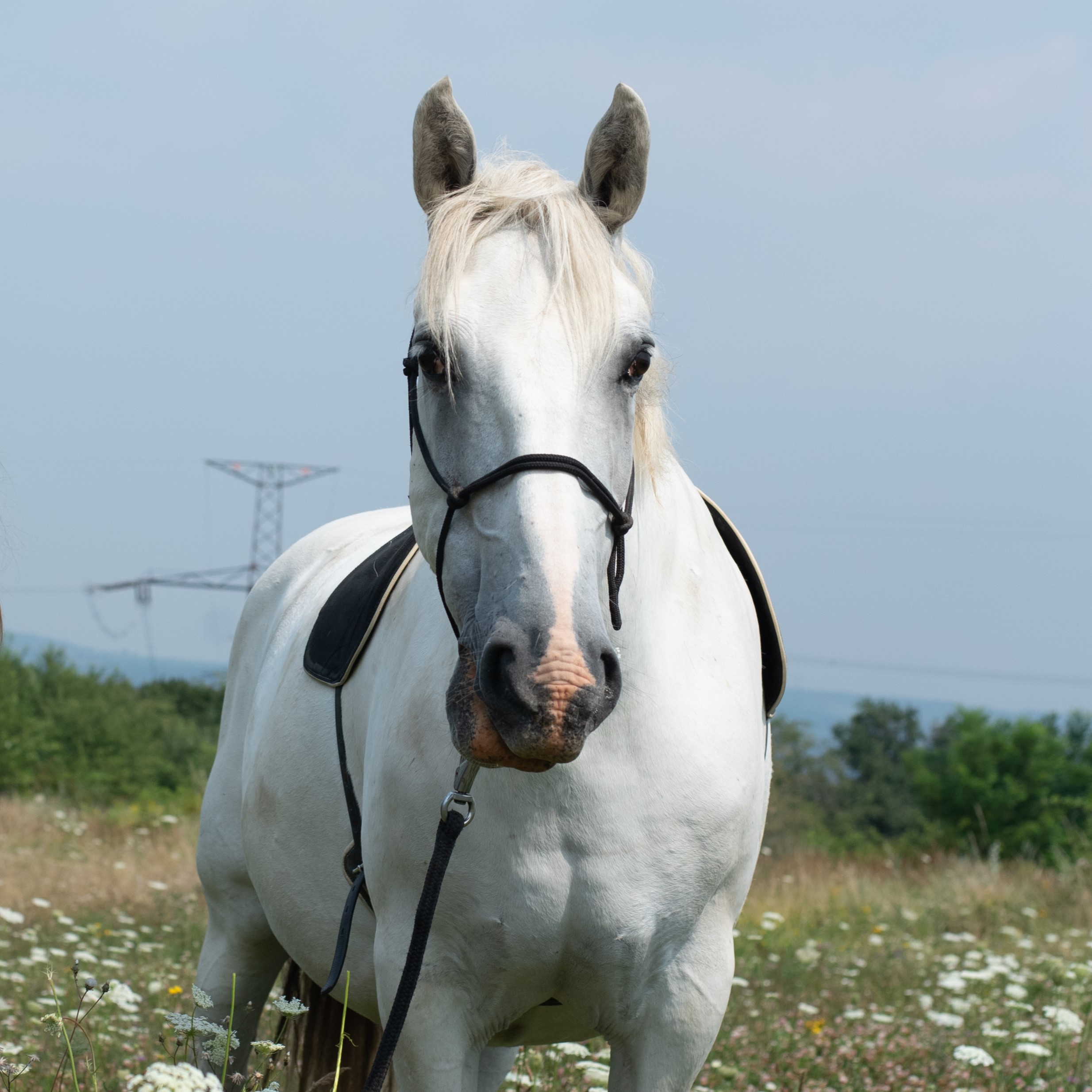 Nathaniel, Siglavy XIV-7 SK, Lipicán *2. 10. 2010