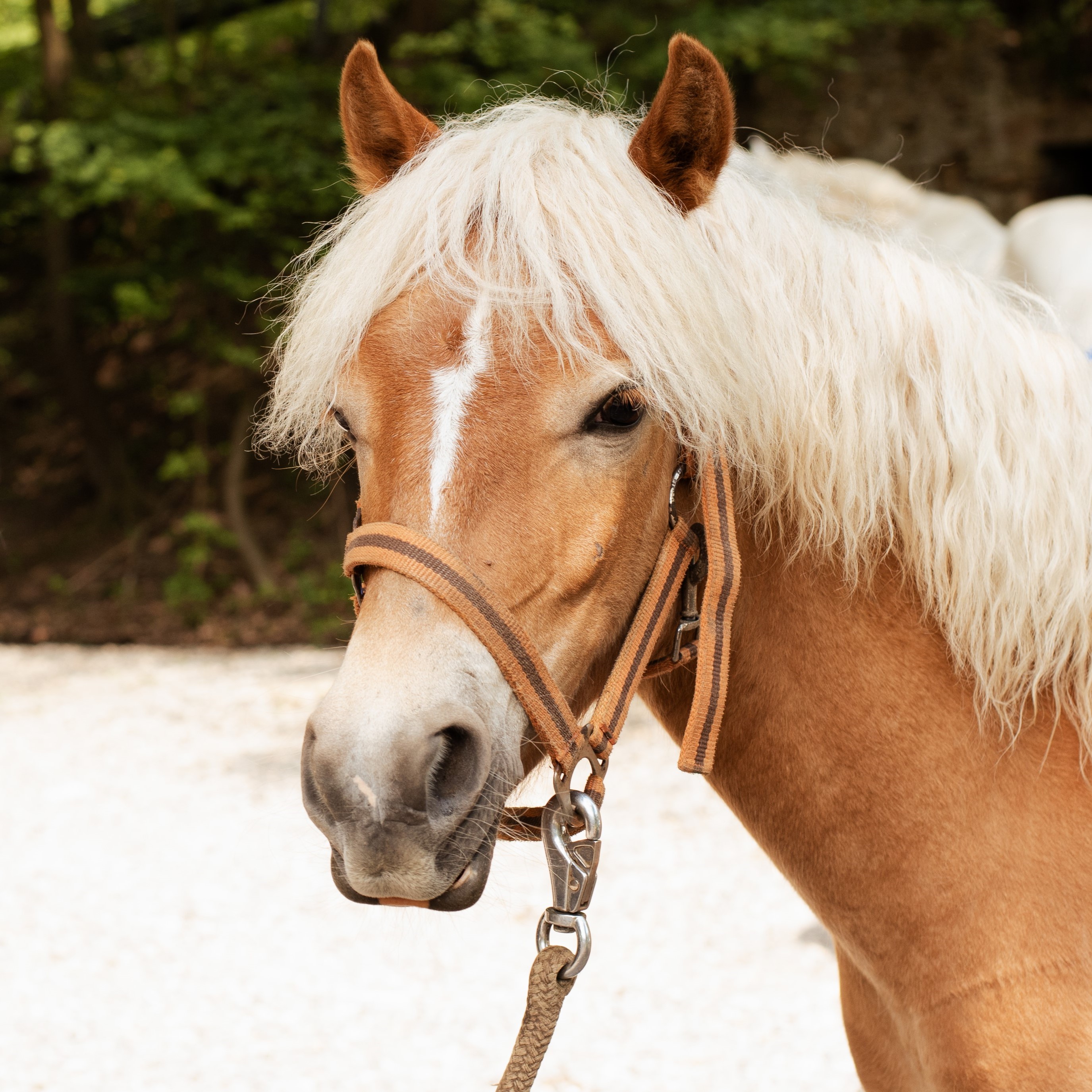 Orlík, Welsh part-bred, *2023