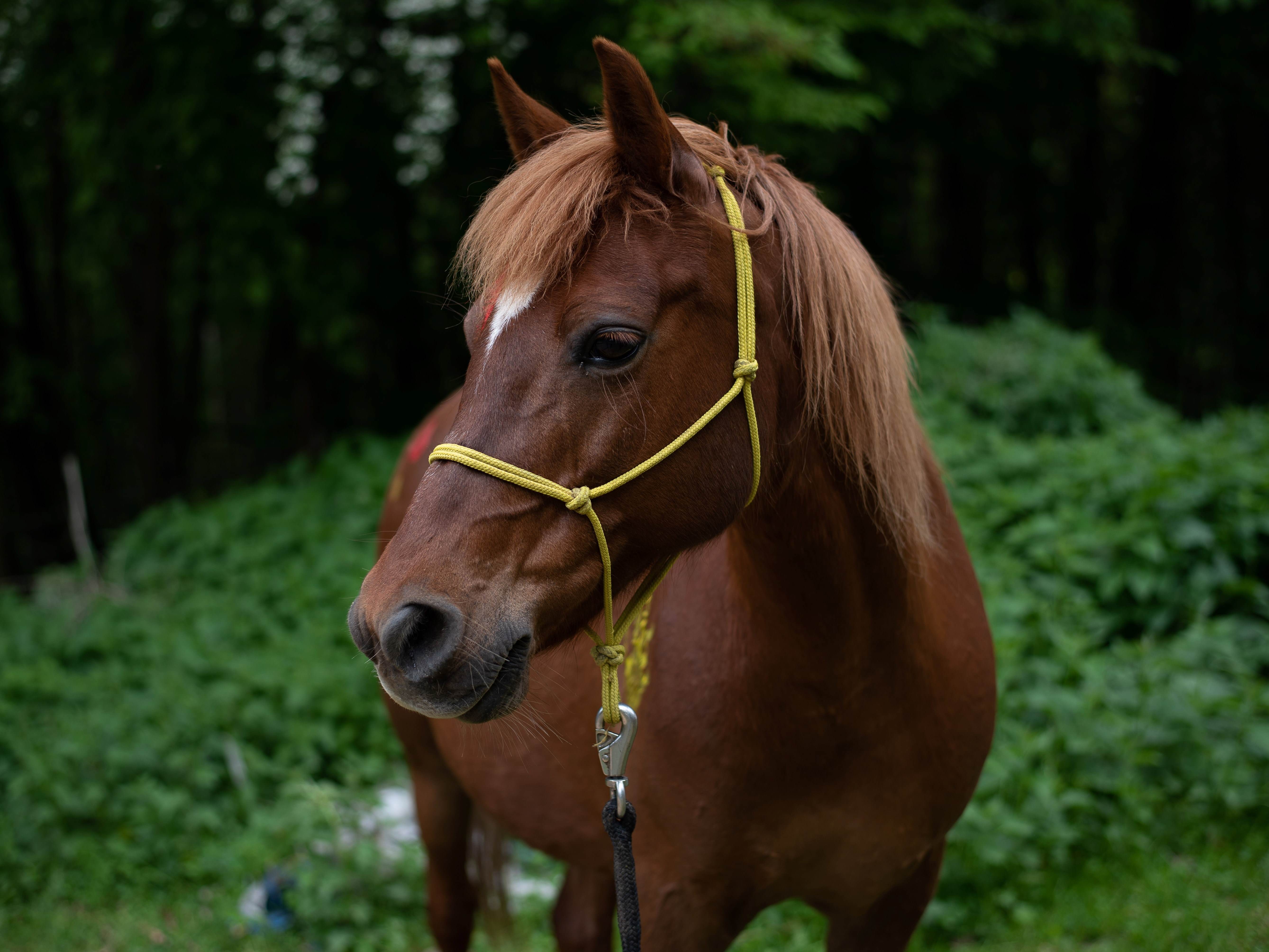 Aranka, arab/hucul, *20. 7. 2007
