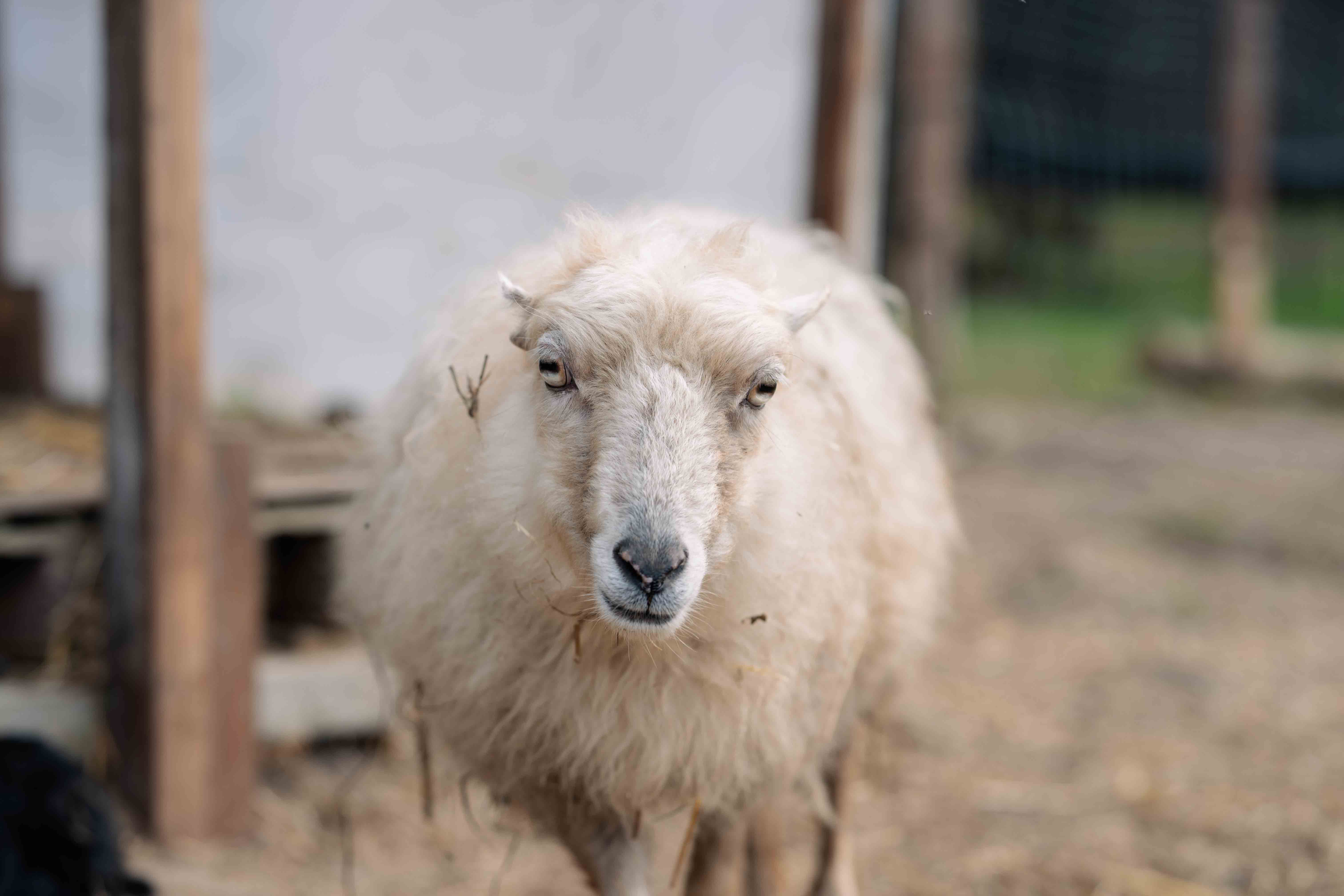 Ovečka Eli&scaron;ka